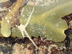 Amphipholis squamata