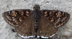 Erynnis pacuvius pacuvius
