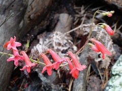Penstemon roseus