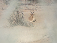 Alcelaphus buselaphus caama