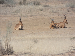 Alcelaphus buselaphus caama