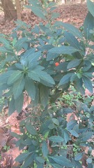 Solanum pseudocapsicum