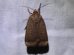 Abagrotis
