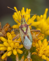 Harmostes reflexulus