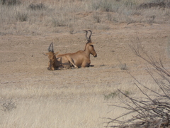 Alcelaphus buselaphus caama