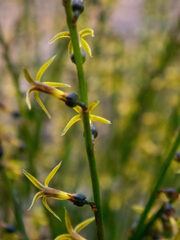 Tripterococcus brunonis