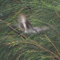 Pericrocotus divaricatus