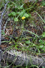 Taraxacum bicorne