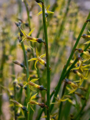 Tripterococcus brunonis