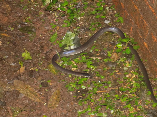 Plumbeous Mussurana