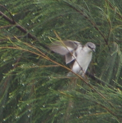 Pericrocotus divaricatus