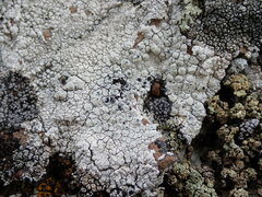 Lecanora rupicola