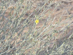 Calobota linearifolia