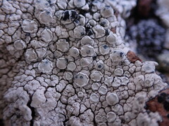 Lecanora rupicola