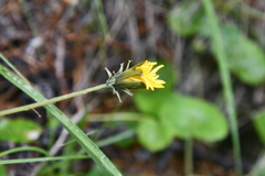 Taraxacum bicorne