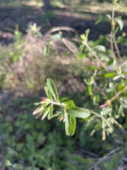 Brickellia cylindracea