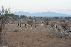 Oryx beisa beisa