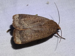 Abagrotis
