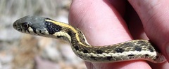 Thamnophis cyrtopsis
