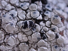 Lecanora rupicola