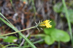 Taraxacum bicorne