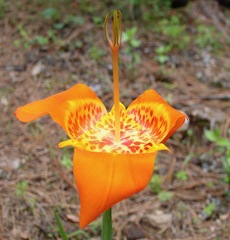 Tigridia pavonia