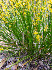 Tripterococcus brunonis