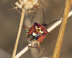 Codophila varia