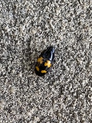 Glischrochilus fasciatus