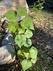 Vitis berlandieri