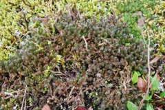 Selaginella rupestris