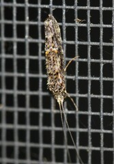Hydrobiosidae