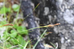 Carex macrogyna