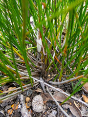 Tripterococcus brunonis