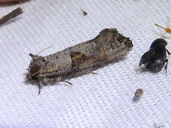 Acrolophus piger