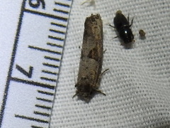 Acrolophus piger