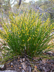 Tripterococcus brunonis