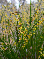 Tripterococcus brunonis