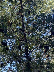 Andricus quercuscalifornicus