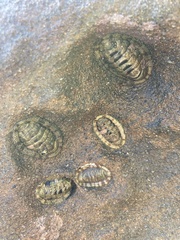 Sypharochiton pelliserpentis