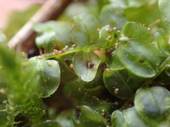 Plagiomnium rostratum