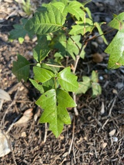 Toxicodendron pubescens