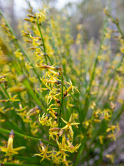 Tripterococcus brunonis