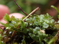 Plagiomnium rostratum