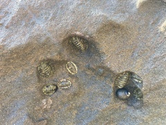 Sypharochiton pelliserpentis