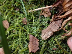 Plagiomnium rostratum