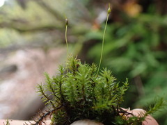 Dichodontium pellucidum