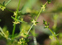 Galium gaudichaudii