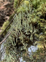 Cladonia floerkeana