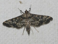 Rhimphalea sceletalis